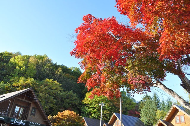 jn1vby北海道の秋