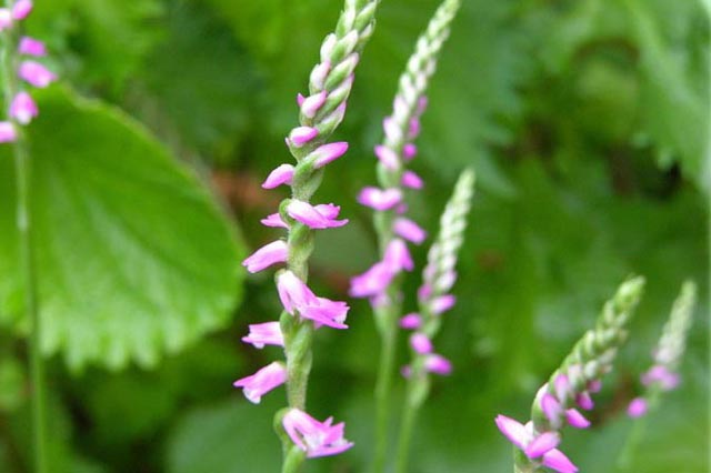 2008.6高橋整骨治療院の庭　庭に咲いたネジバナ