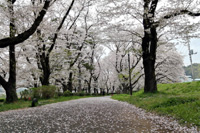 2021年3月上大島の桜