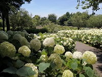 2022年6月北公園のアジサイ