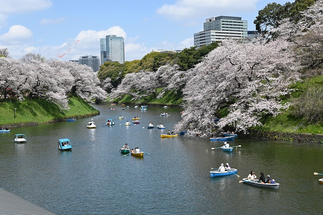 2023年3月皇居千鳥ヶ淵の桜